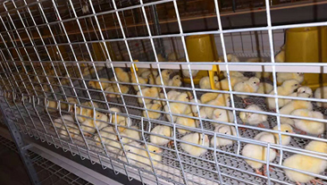 河北某大型养鸡场恒温养殖项目案例