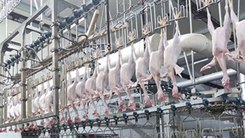 浙江省建德市某屠宰场高温热水技改案例