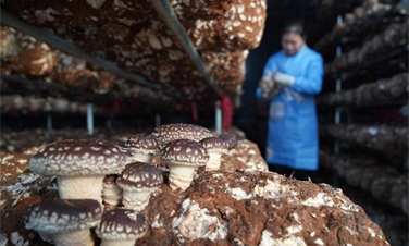 食用菌养殖用空气能热泵供暖的效果