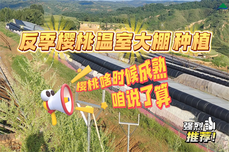 山西晋中寿阳县6000平米恒温大棚--全季节樱桃种植园