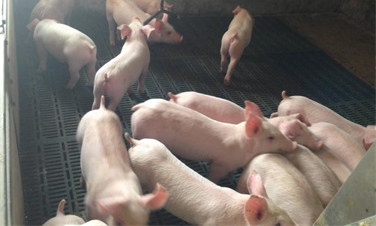 大棚养殖热泵助力畜牧业绿色节能发展