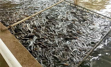 福建可靠的渔业水产养殖热泵工程厂家