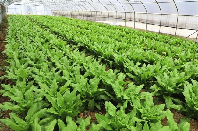 温室大棚清洁采暖新方式——空气能热泵