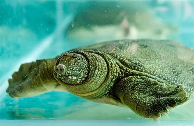 工厂化甲鱼养殖专用的空气能水源热泵