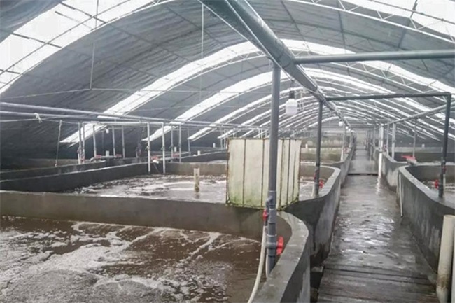 降本增收，碧涞空气能热泵助力工厂化养虾