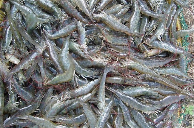 打造现代渔业，碧涞空气能热泵成鱼虾养殖好帮手