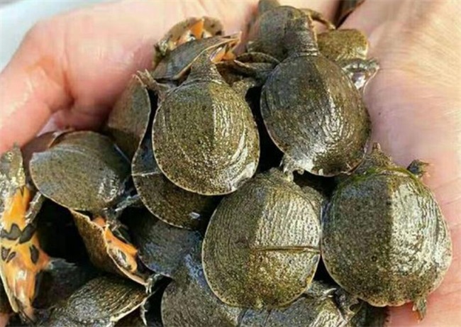 鱼池恒温养殖专用的空气能热泵机组