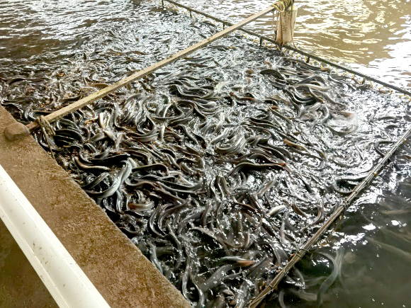 碧涞工程案例|福建鳗鱼恒温养殖水源热泵项目