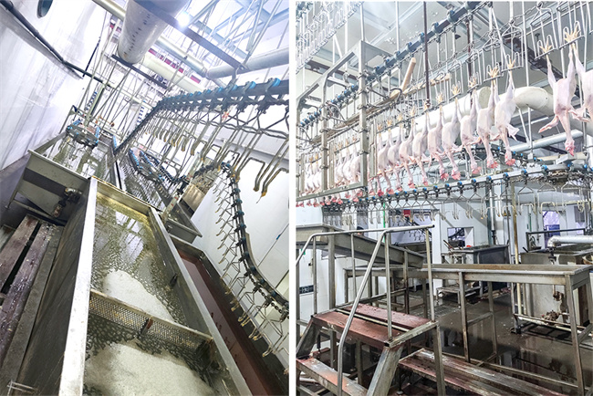 碧涞高温热泵技术在浙江建德屠宰场节能技改项目中的应用