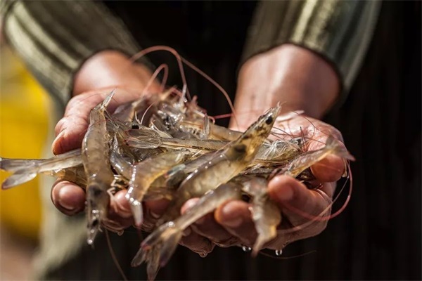 哪个品牌的空气能热泵更适合温室养虾